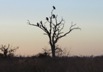 Vultures have gorged on the Leopard Kill