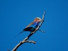 ? Bird