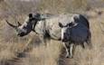 Rhino & young