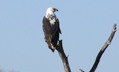 Fish Eagle