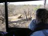Watching the Hyenas