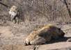 Hyenas