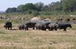 Hippo Group