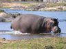 Hippo in the Waterhole