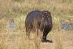 Hippo takes a closer look