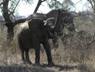 Young Elephant