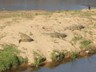 Crocodile
