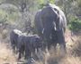 Elephant group