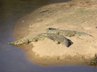 Crocodile