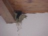 Nesting Birds