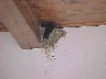 Nesting Birds
