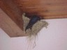 Nesting Birds