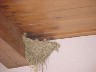 Nesting Birds