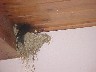 Nesting Birds