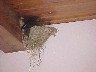 Nesting Birds
