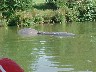Longleat Safari Boat