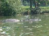 Longleat Safari Boat