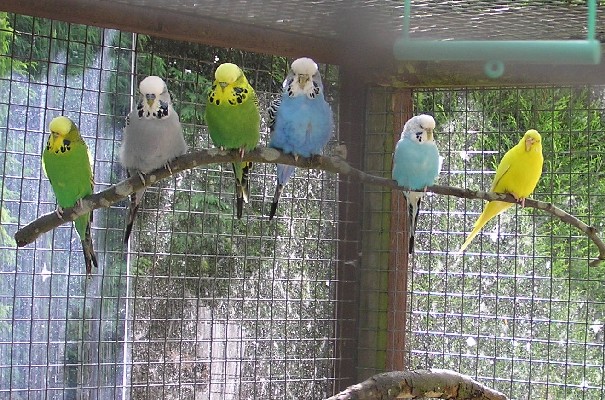 Budgies