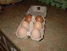 egg production