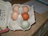 egg production