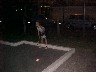 Crazy Golf