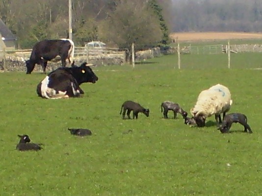 Cotswold Farm Park