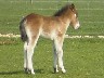 Cotswold Farm Park