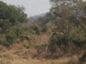 Elephant in Kruger Park