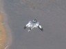 Fish Eagle in Kruger Park