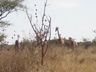 Giraffe in Kruger Park