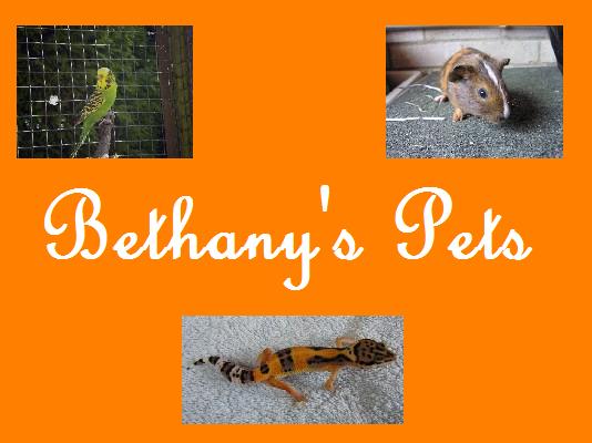 Bethany's Pet's