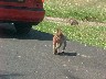 Longleat Safari