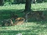 Longleat Safari