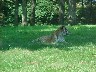 Longleat Safari