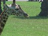 Longleat Safari