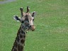 Longleat Safari