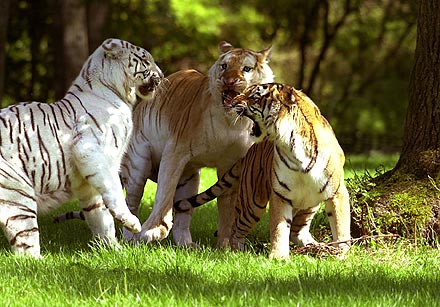 Safari