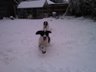 Puppies in the snow