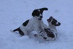 Puppies in the snow