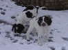 Puppies in the snow