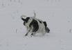 Puppies in the snow