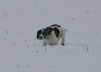 Puppies in the snow