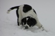 Puppies in the snow