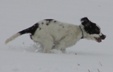 Puppies in the snow