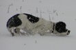 Puppies in the snow