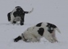 Puppies in the snow