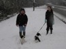 Puppies in the snow