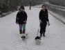 Puppies in the snow