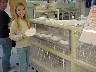 Wedgwood Factory