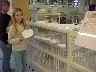 Wedgwood Factory